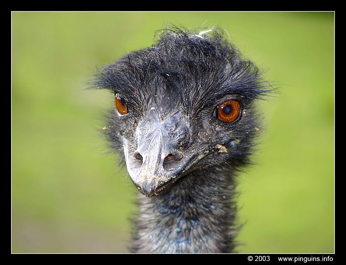 emoe  ( Dromaius novaehollandiae )  emu
Keywords: Naturzoo Rheine Germany Dromaius novaehollandiae emoe emu vogel bird