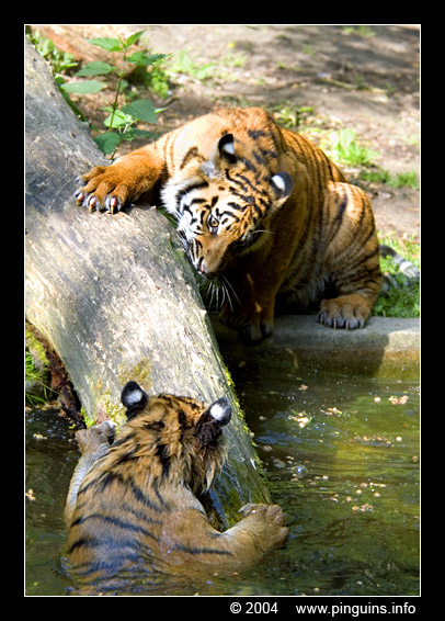 Sumatraanse tijger  ( Panthera tigris sumatrae )  Sumatran tiger
Keywords: Naturzoo Rheine Germany Panthera tigris sumatrae Sumatran tiger Sumatraanse tijger
