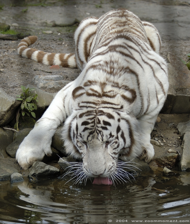 bengaalse witte tijger  ( Panthera tigris tigris )  Bengal white tiger
Keywords: Ouwehands zoo Rhenen Panthera tigris tigris tijger witte white tiger