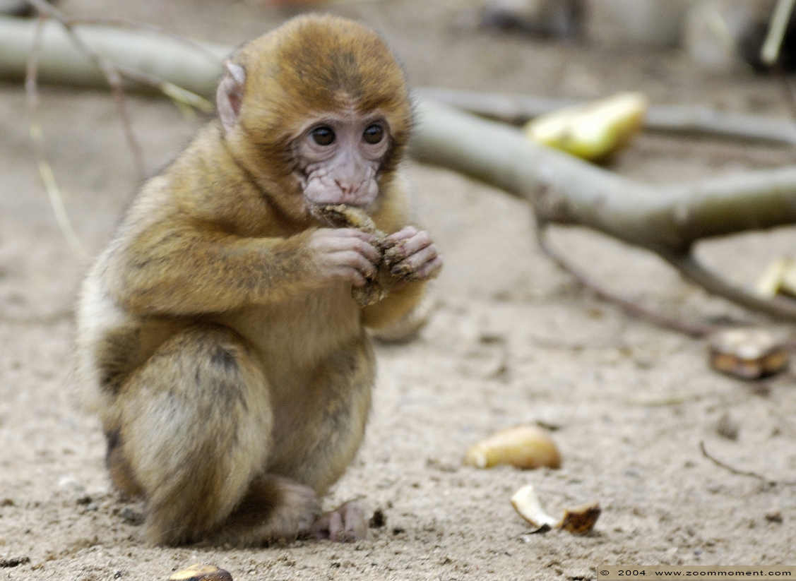 berberaap of magot aap of makaak ( Macaca sylvanus ) Berber monkey
Słowa kluczowe: Ouwehands zoo Rhenen berberaap  magot aap makaak  Macaca sylvanus Berber monkey