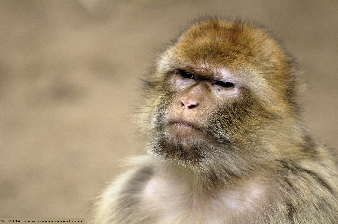 berberaap of magot aap of makaak ( Macaca sylvanus ) Berber monkey
Keywords: Ouwehands zoo Rhenen berberaap  magot aap makaak  Macaca sylvanus Berber monkey