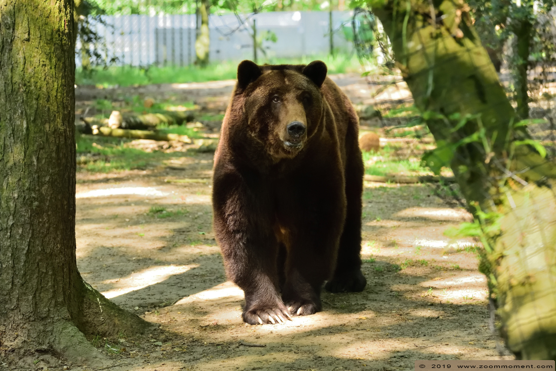 Bruine beer ( Ursus arctos )  brown bear
キーワード: Ouwehands zoo Rhenen bruine beer  Ursus arctos  brown bear