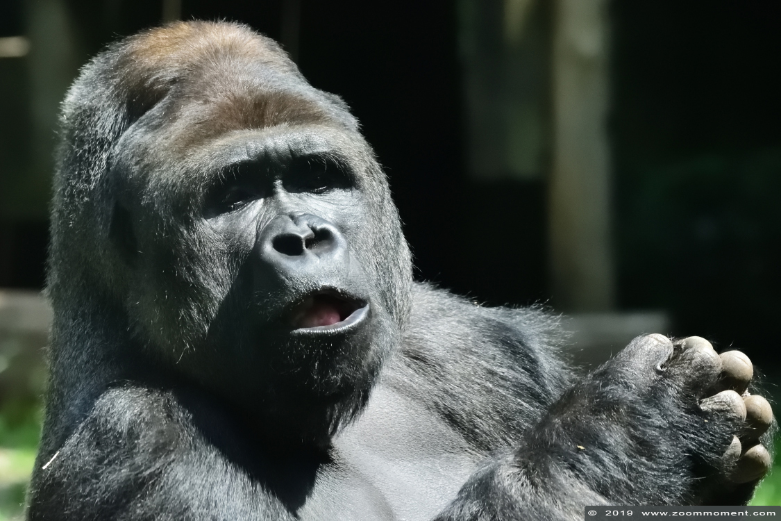 Gorilla gorilla
Trefwoorden: Ouwehands zoo Rhenen Gorilla gorilla