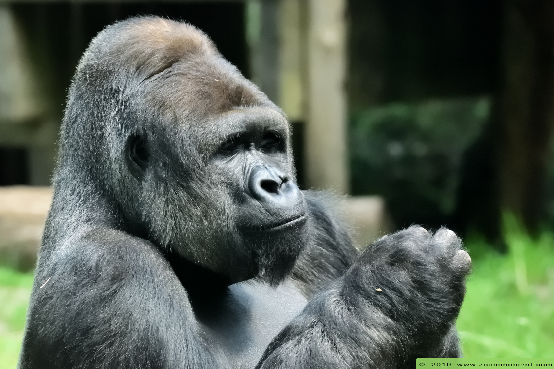 Gorilla gorilla
Trefwoorden: Ouwehands zoo Rhenen Gorilla gorilla