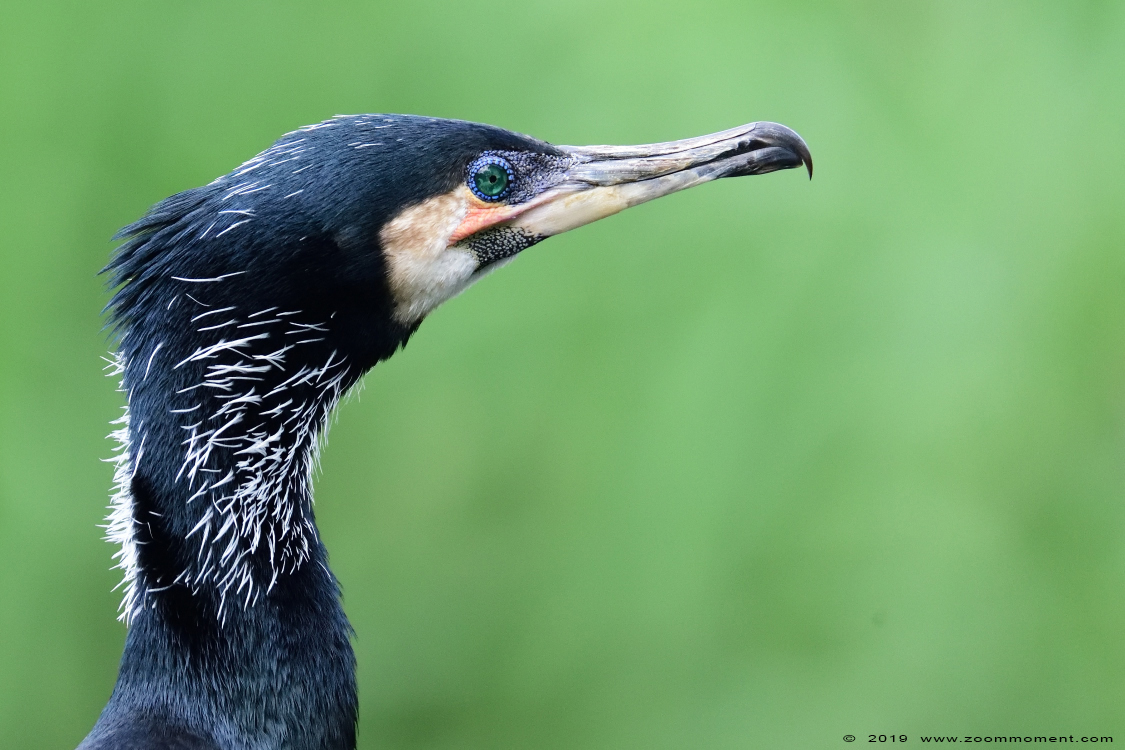 aalscholver  ( Phalacrocorax carbo )  great cormorant
Keywords: Ouwehands zoo Rhenen aalscholver  Phalacrocorax carbo  great cormorant