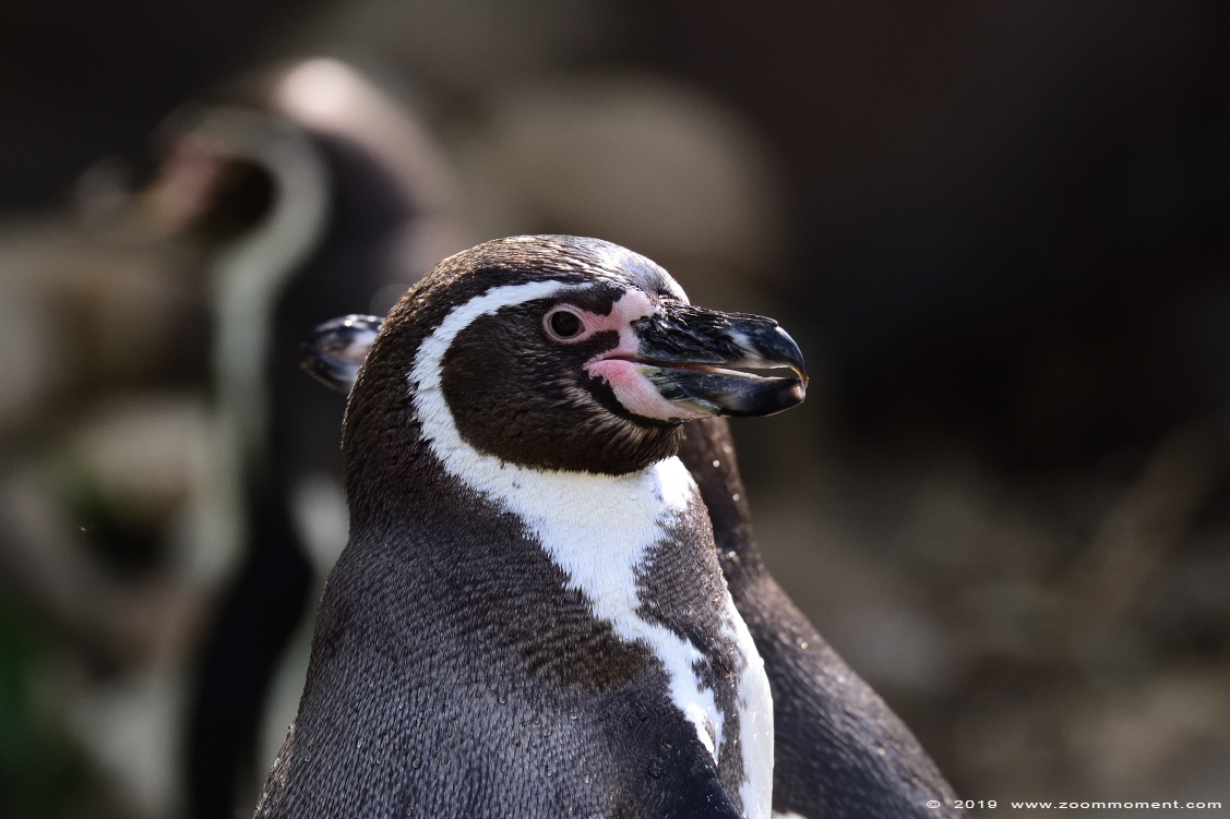 humboldtpinguïn ( Spheniscus humboldti ) humboldt penguin
Trefwoorden: Ouwehands zoo Rhenen humboldtpinguin Spheniscus humboldti humboldt penguin