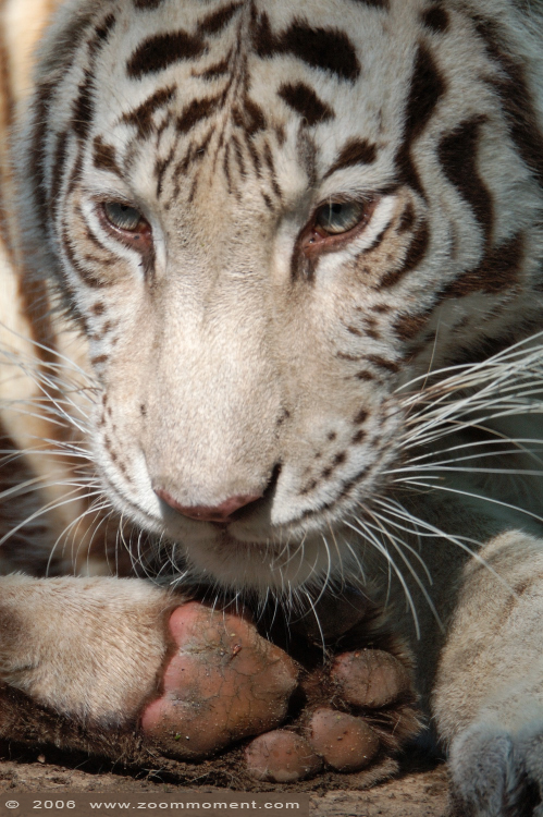 Bengaalse witte tijger ( Panthera tigris tigris ) Bengal white tiger
Palabras clave: Ouwehands zoo Rhenen bengaalse witte tijger  Panthera tigris tigris  Bengal white tiger