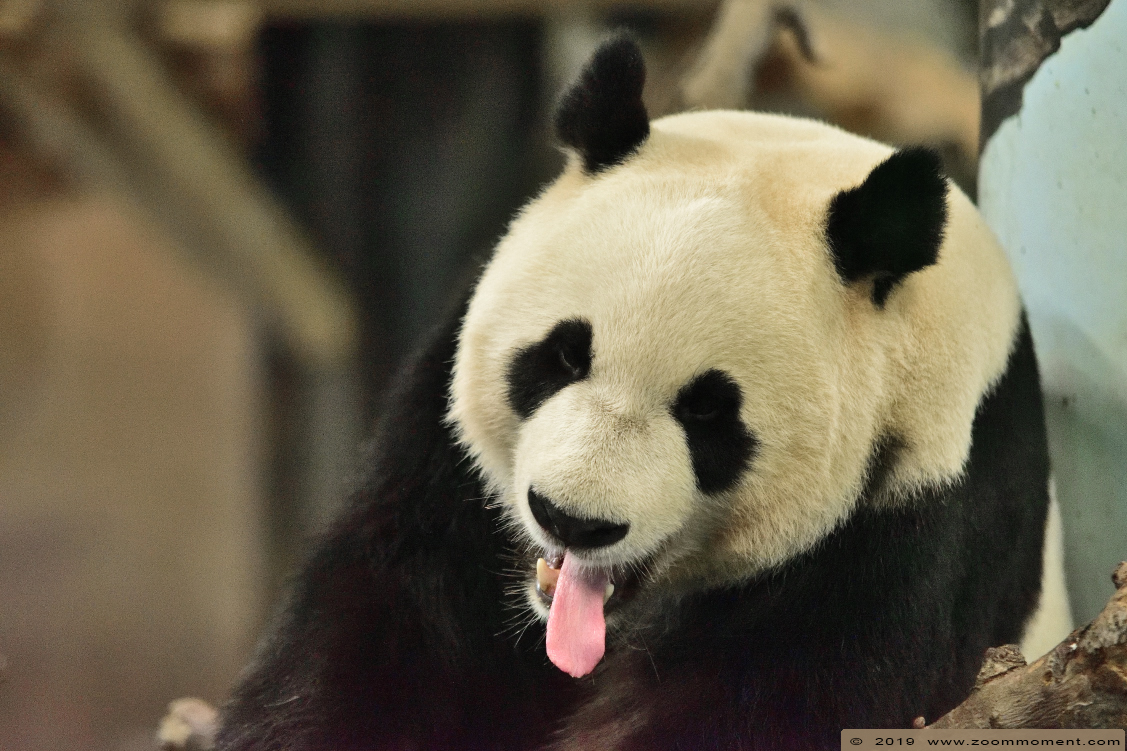reuzenpanda ( Ailuropoda melanoleuca ) giant panda
Paraules clau: Ouwehands zoo Rhenen reuzenpanda  Ailuropoda melanoleuca  giant panda