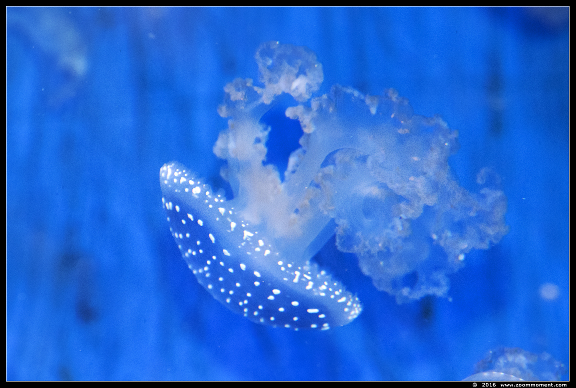 blauwpuntkwal  ( Phyllorhiza punctata)   jelly fish
Trefwoorden: Ouwehands Rhenen blauwpunt kwal Phyllorhiza punctata jelly fish
