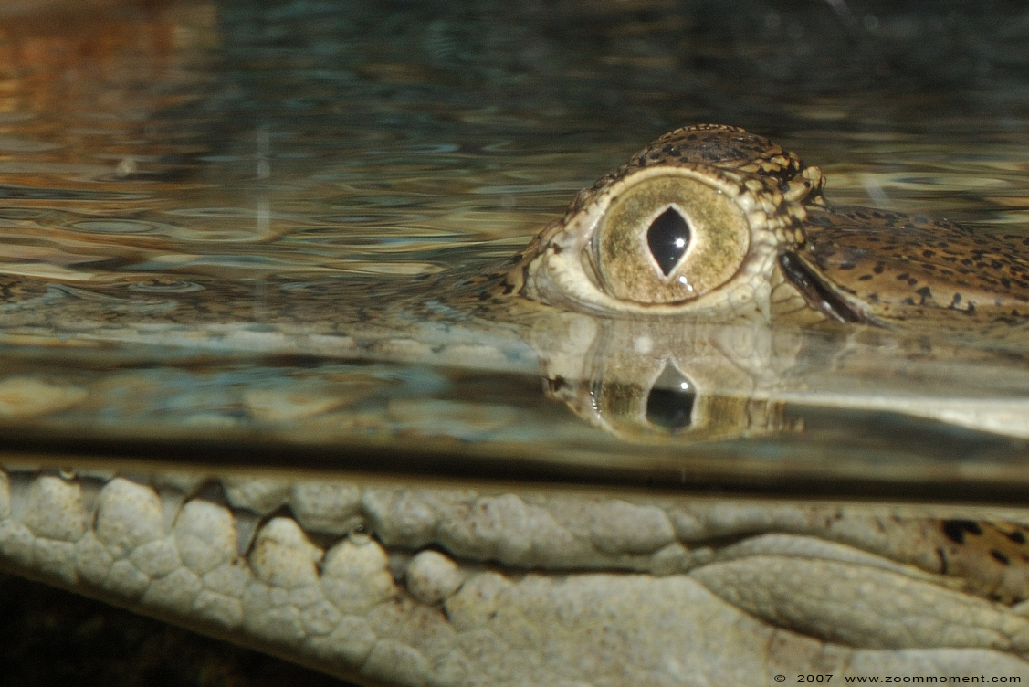 Australische krokodil of zoetwater krokodil ( Crocodylus johnsoni ) Australian freshwater crocodile
Keywords: Reptielenzoo reptielen Serpo Nederland Netherlands zoetwater krokodil Crocodylus johnsoni crocodile Australische krokodil Australian freshwater crocodile