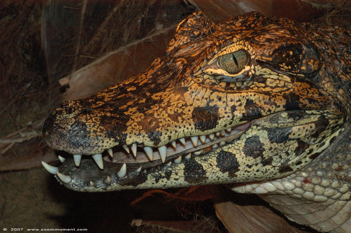 brilkaaiman  ( Caiman crocodilus )  spectacled caiman
Palabras clave: Reptielenzoo reptielen Serpo Nederland Netherlands krokodil brilkaaiman kaaiman Caiman crocodilus spectacled caiman