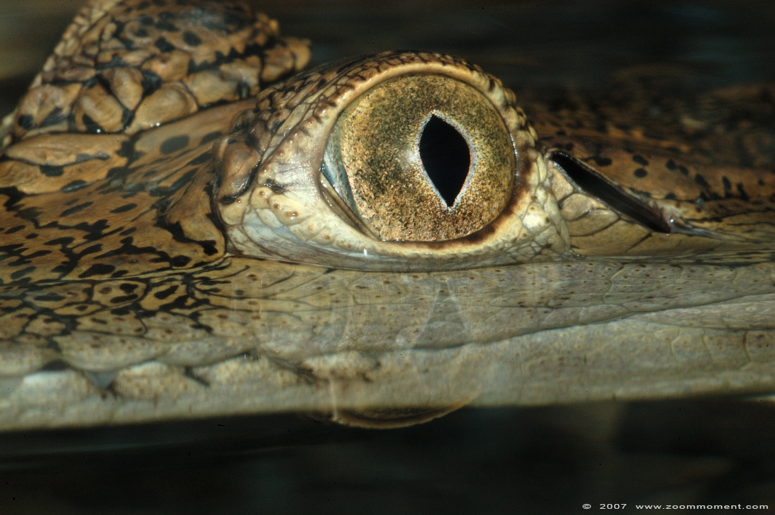 Australische krokodil of zoetwater krokodil ( Crocodylus johnsoni ) Australian freshwater crocodile
Avainsanat: Reptielenzoo reptielen Serpo Nederland Netherlands zoetwater krokodil Crocodylus johnsoni crocodile Australische krokodil Australian freshwater crocodile