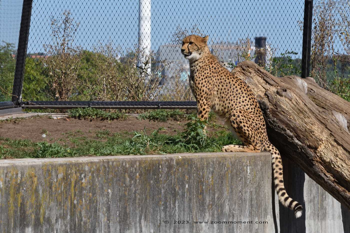 jachtluipaard ( Acinonyx jubatus ) cheetah
Trefwoorden: Wilhelma Stuttgart Germany jachtluipaard Acinonyx jubatus cheetah