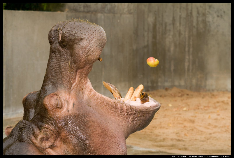 nijlpaard ( Hippopotamus amphibius ) hippopotamus
Keywords: Wilhelma Stuttgart Germany nijlpaard  Hippopotamus amphibius hippopotamus