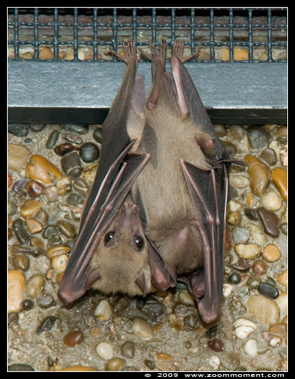 brilbladneusvleermuis ( Carollia perspicillata )   Seba's short tailed bat
Keywords: Wilhelma Stuttgart Germany brilbladneusvleermuis Carollia perspicillata Seba's short tailed bat