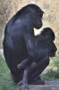DSC_67972_Wilhelma23_bonoboc.jpg