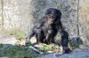 DSC_67979_Wilhelma23_bonoboc.jpg