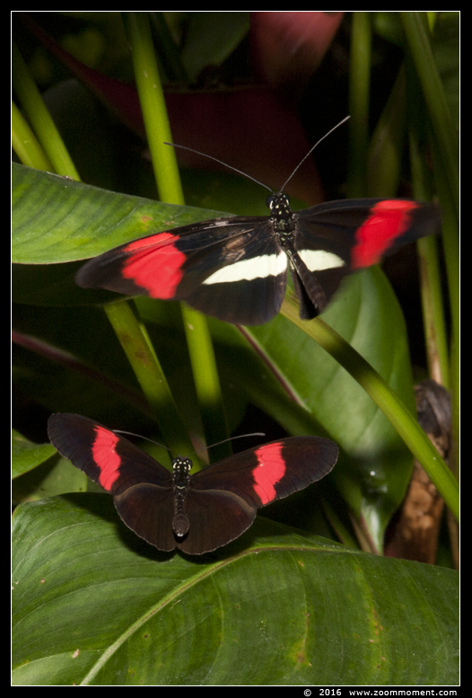 vlinder ( Heliconius melpomene ) postman butterfly
Palabras clave: Tropical zoo vlindertuin Berkenhof Nederland Netherlands vlinder  Heliconius melpomene postman butterfly