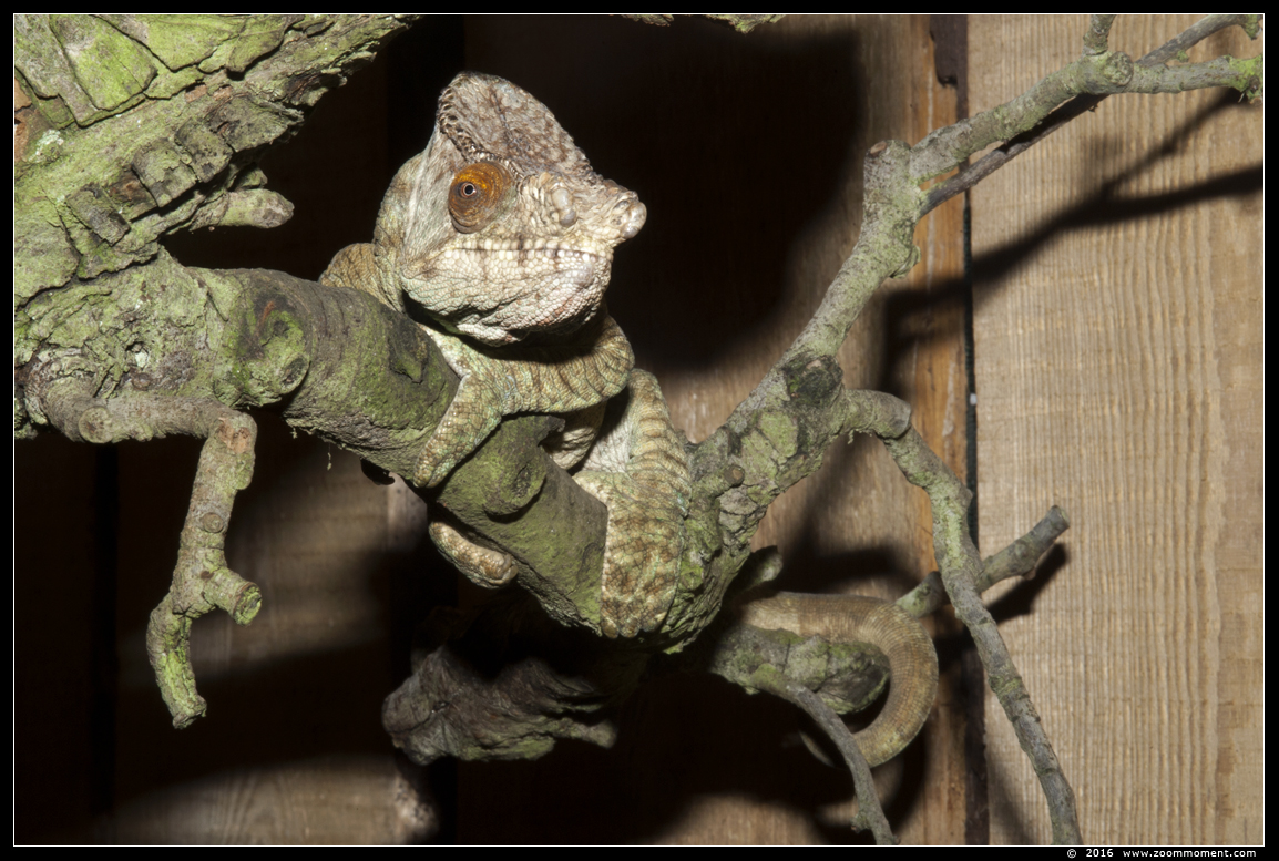 Parsons kameleon ( Calumma parsonii )  Parson's chameleon
Trefwoorden: Tropical zoo vlindertuin Berkenhof Nederland Netherlands Parsons kameleon Calumma parsonii Parson's chameleon