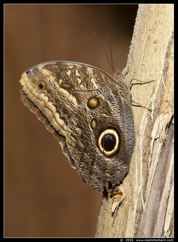 uilvlinder ( Caligo beltrao ) owl butterfly
Keywords: Tropical zoo vlindertuin Berkenhof Nederland Netherlands uilvlinder Caligo beltrao owl butterfly