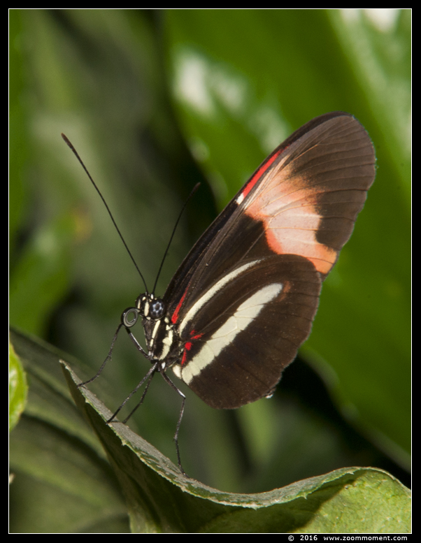 vlinder ( Heliconius melpomene ) postman butterfly
Keywords: Tropical zoo vlindertuin Berkenhof Nederland Netherlands vlinder  Heliconius melpomene postman butterfly