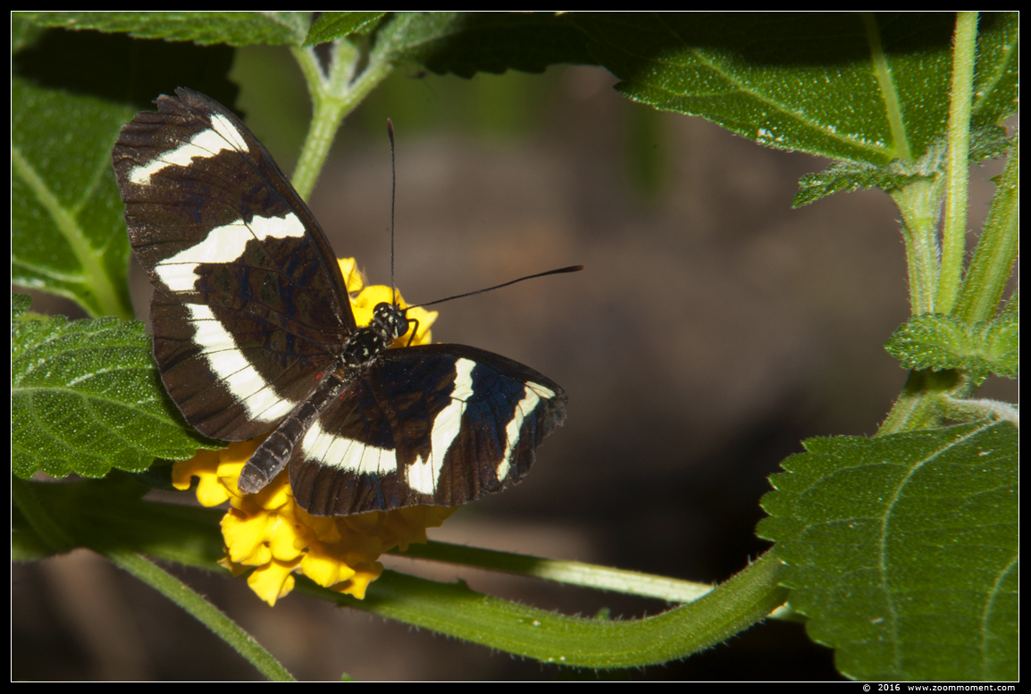vlinder ( species ? ) butterfly
Keywords: Tropical zoo vlindertuin Berkenhof Nederland Netherlands vlinder butterfly