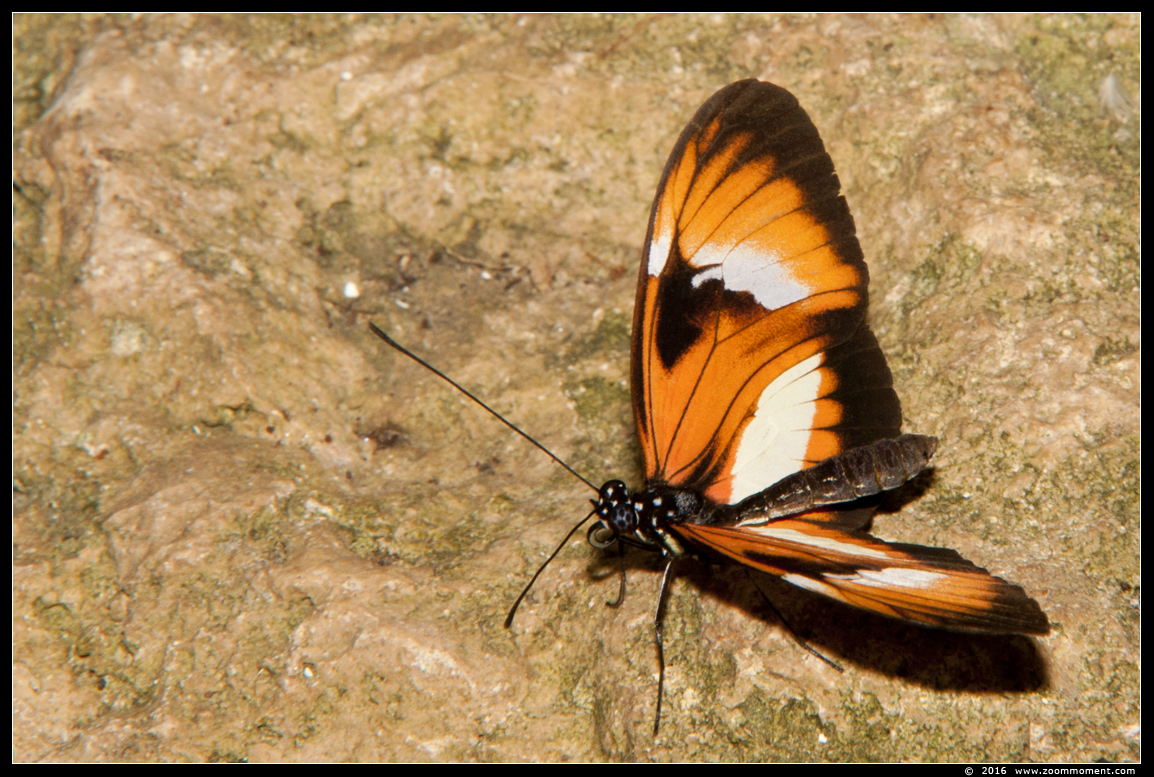 vlinder ( species ? ) butterfly
キーワード: Tropical zoo vlindertuin Berkenhof Nederland Netherlands vlinder butterfly