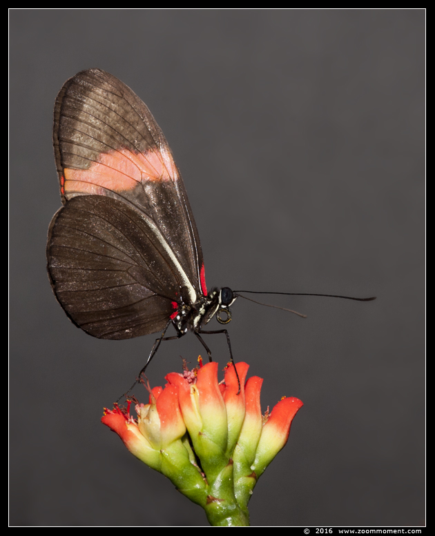 vlinder ( Heliconius species ? ) butterfly
キーワード: Tropical zoo vlindertuin Berkenhof Nederland Netherlands vlinder  Heliconius species butterfly