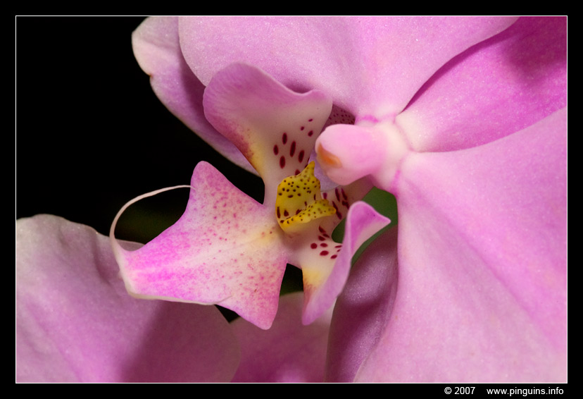 orchidee  orchid
Trefwoorden: Tropical zoo vlindertuin Berkenhof Nederland Netherlands bloem flower orchidee orchid