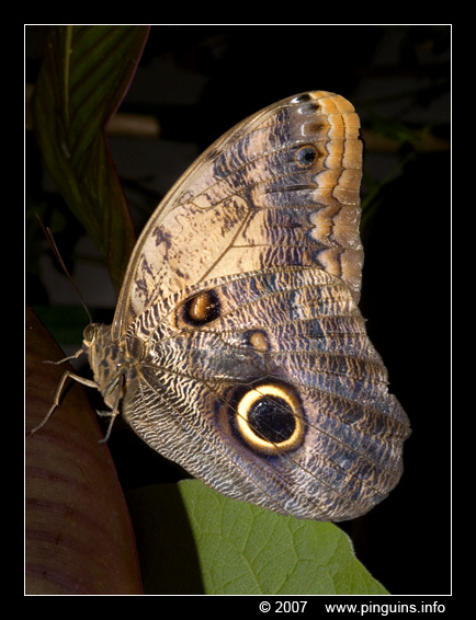 uilvlinder  ( Caligo beltrao )  owl butterfly
Keywords: Vlindertuin Knokke Belgie Belgium vlinder vlinders butterfly uilvlinder Caligo beltrao  owl butterfly
