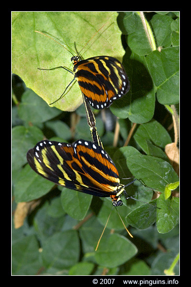 vlinder  ( Heliconius ismenius )  Ismenius longwing
Trefwoorden: Vlindertuin Knokke Belgie Belgium vlinder vlinders butterfly Heliconius ismenius Ismenius longwing