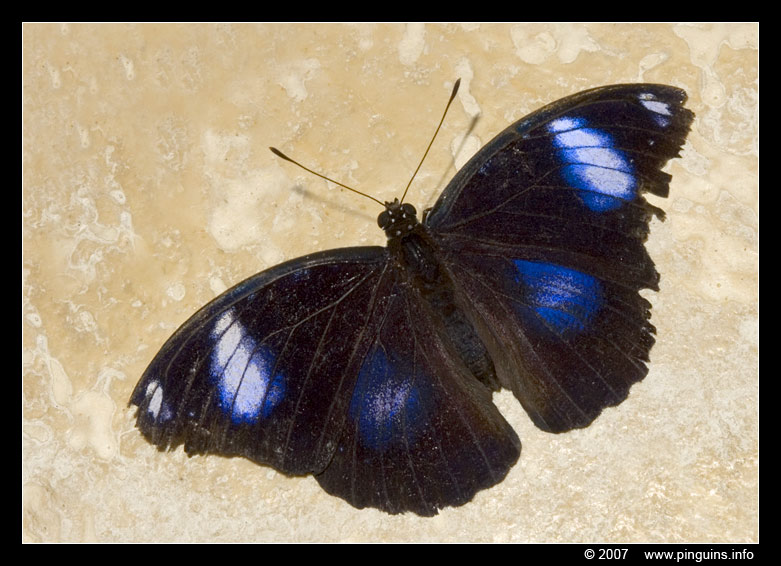 vlinder  ( Hypolimnas bolina )  great or common eggfly or blue moon butterfly
Trefwoorden: Vlindertuin Knokke Belgie Belgium vlinder vlinders butterfly Hypolimnas bolina  great common eggfly blue moon butterfly