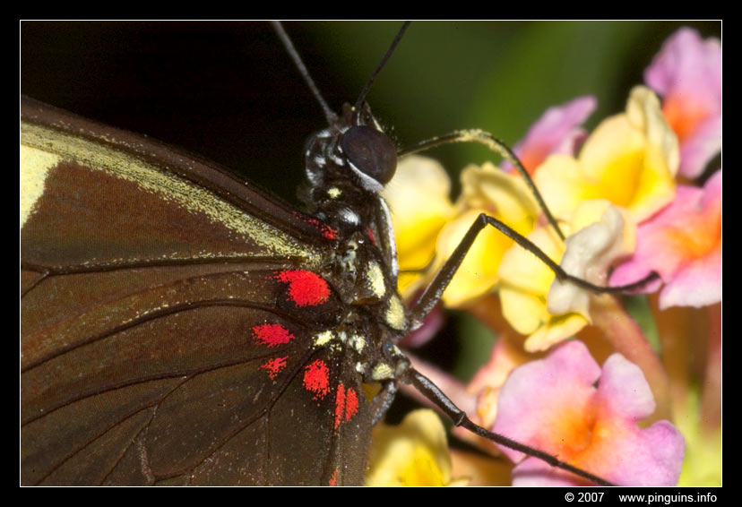 vlinder ( species ? ) butterfly
Trefwoorden: Vlindertuin Knokke Belgie Belgium vlinder vlinders butterfly