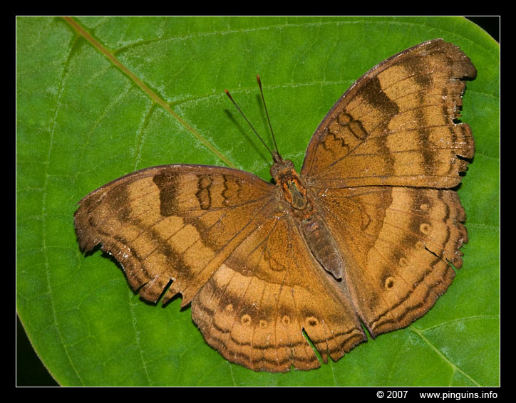 vlinder ( species ? ) butterfly
Vlinderparadijs "Papiliorama" bij Havelte ( Nederland )
Trefwoorden: Vlindertuin vlinderparadijs Papiliorama Havelte Nederland Netherlands vlinder butterfly