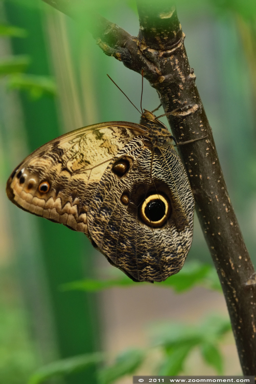 uilvlinder ( Caligo beltrao ) owl butterfly
Trefwoorden: Vlindersafari Gemert vlinder butterfly uilvlinder Caligo beltrao  owl butterfly