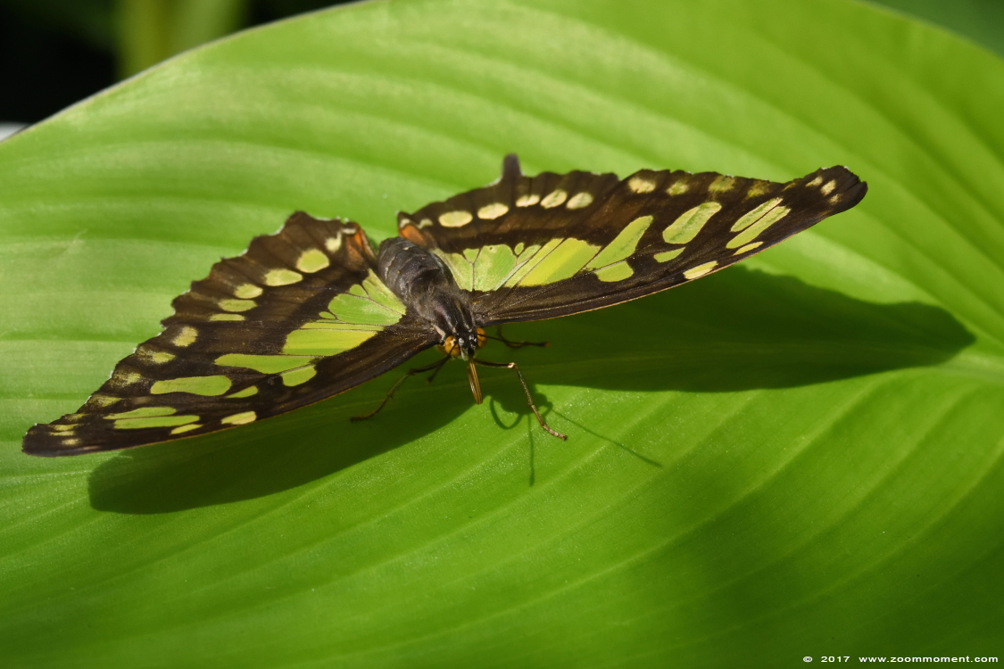 malachiet vlinder ( Siproeta stelenes ) malachite
Trefwoorden: Vlindersafari Gemert vlinder butterfly  malachiet vlinder Siproeta stelenes malachite