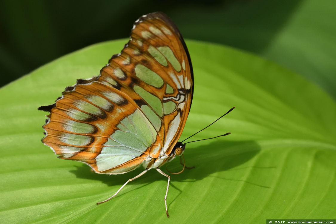 malachiet vlinder ( Siproeta stelenes ) malachite
Keywords: Vlindersafari Gemert vlinder butterfly  malachiet vlinder Siproeta stelenes malachite