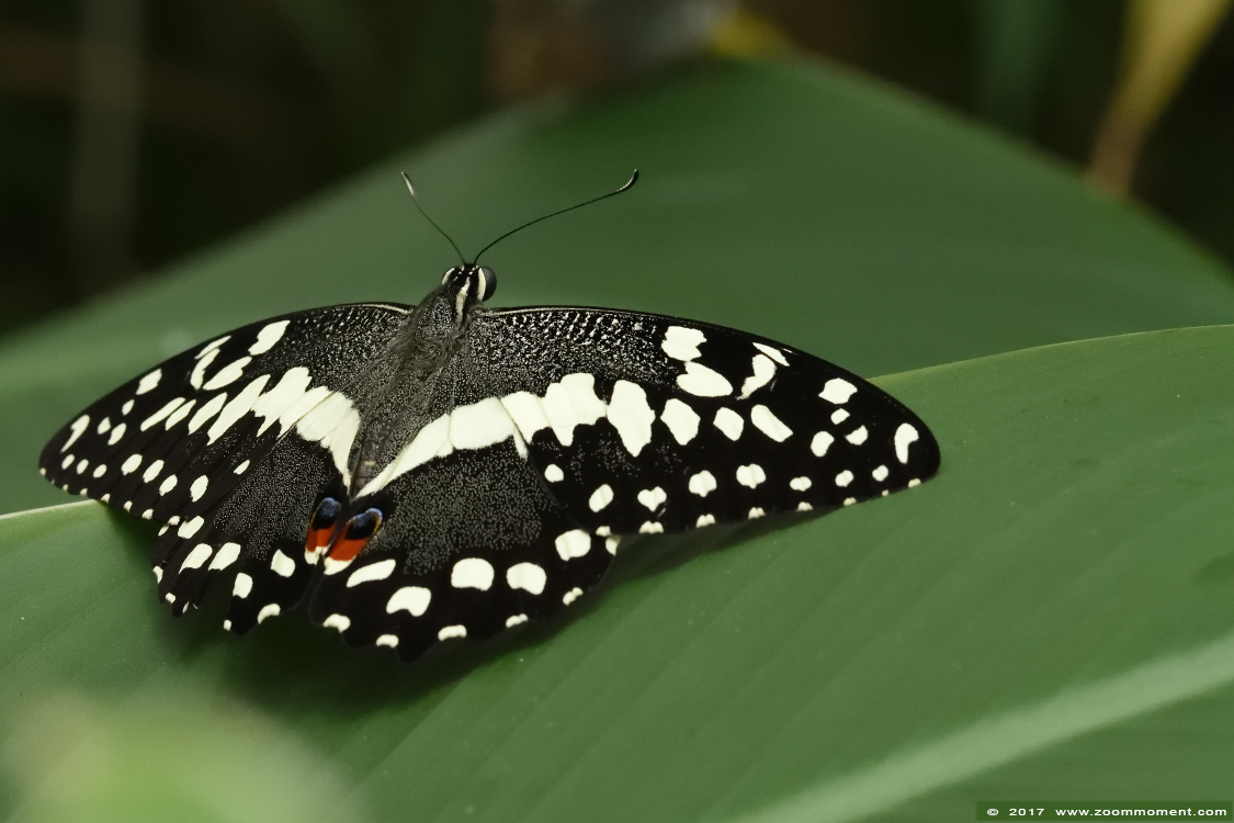 vlinder butterfly
Keywords: Vlindersafari Gemert vlinder butterfly 
