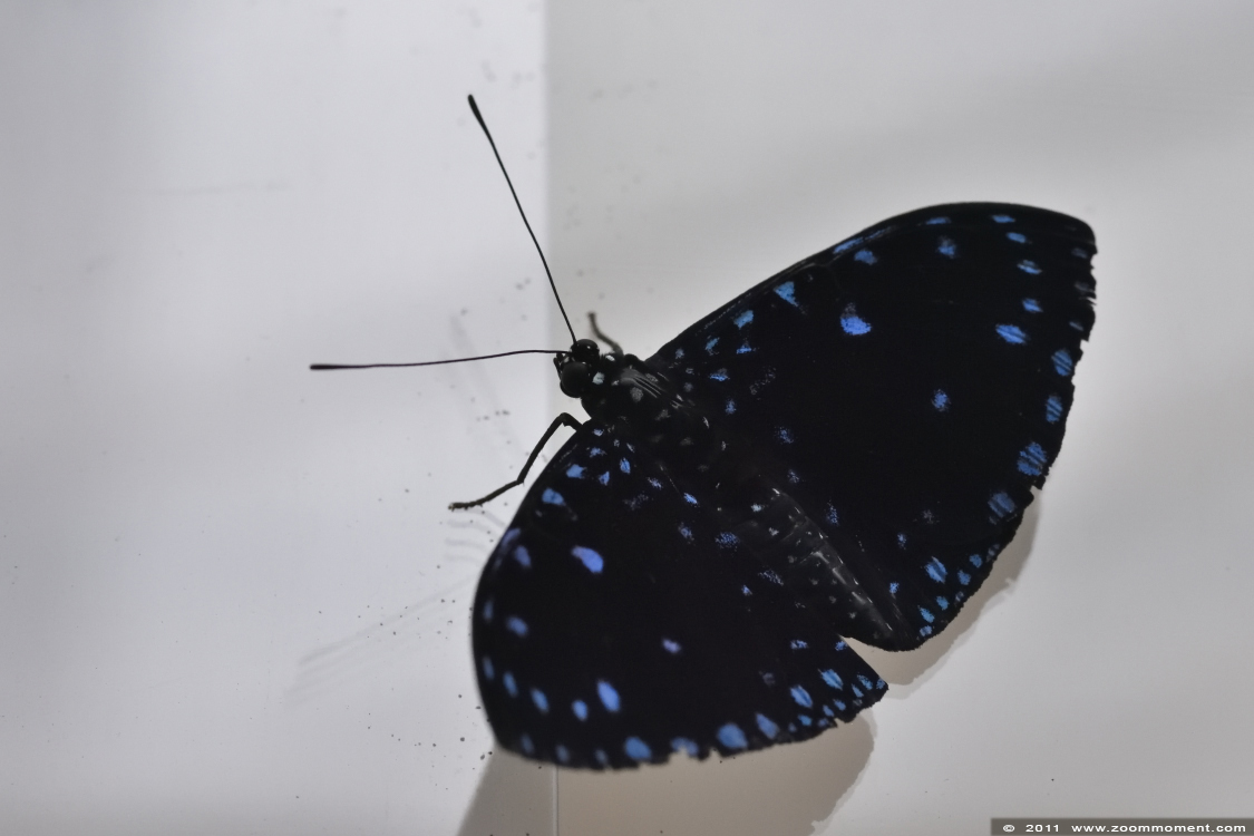 vlinder butterfly
Λέξεις-κλειδιά: Vlindersafari Gemert vlinder butterfly 