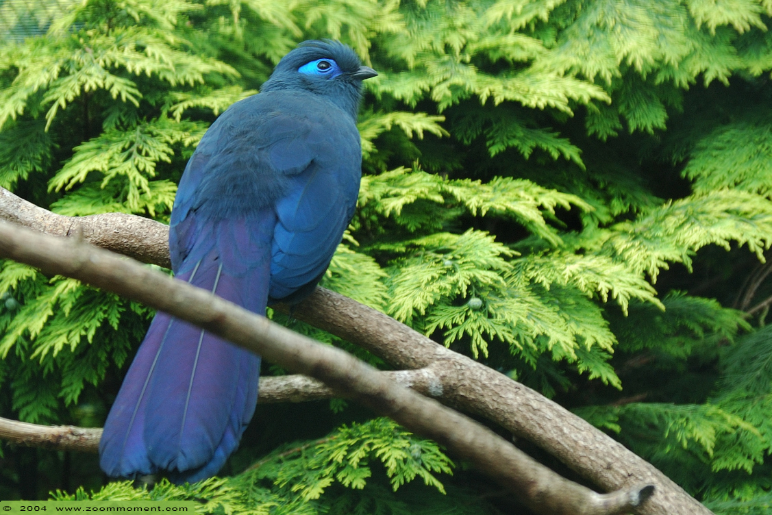 blauwe coua ( Coua caerulea ) blue coua
Trefwoorden: Vogelpark Walsrode zoo Germany blauwe coua Coua caerulea blue coua