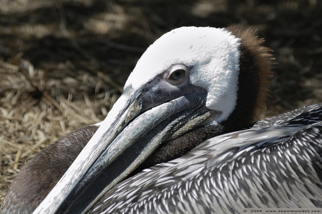 bruine pelikaan  ( Pelecanus occidentalis  californicus )  brown pelican
Keywords: Vogelpark Walsrode zoo Germany bruine pelikaan Pelecanus occidentalis californicus brown pelican