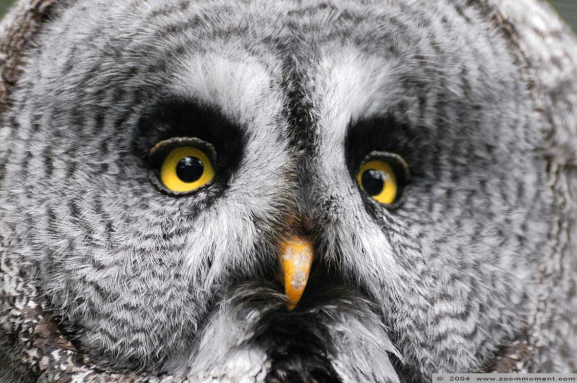 laplanduil  ( Strix nebulosa )  great grey owl
Keywords: Vogelpark Walsrode zoo Germany Strix nebulosa Laplanduil great grey owl uil vogel bird