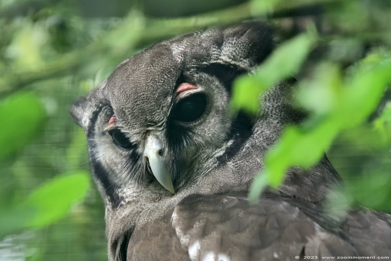 Verreaux' oehoe of melkwitte ooruil ( Bubo lacteus ) milky eagle owl
Trefwoorden: Vogelpark Walsrode zoo Germany Verreaux&#039; oehoe melkwitte ooruil Bubo lacteus milky eagle owl