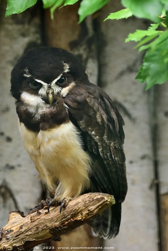 briluil ( Pulsatrix perspicillata ) spectacled owl
Keywords: Vogelpark Walsrode zoo Germany briluil Pulsatrix perspicillata spectacled owl