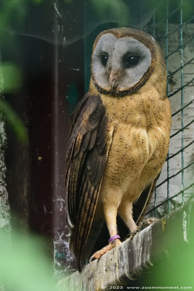 Hispaniolakerkuil ( Tyto glaucops ) ashy-faced owl
Trefwoorden: Vogelpark Walsrode zoo Germany Hispaniolakerkuil Tyto glaucops ashy-faced owl