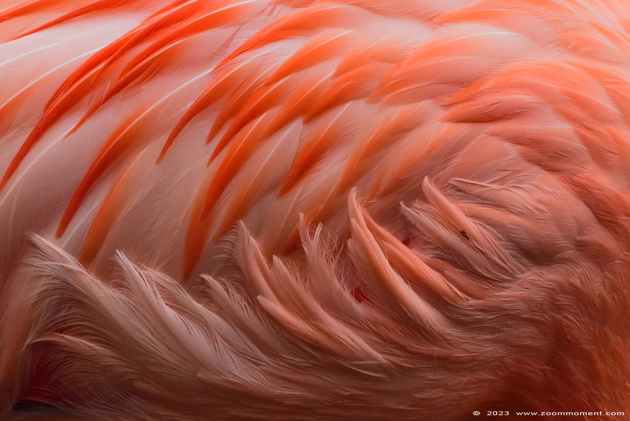 Europese flamingo ( Phoenicopterus roseus )
Keywords: Vogelpark Walsrode zoo Germany Europese flamingo Phoenicopterus roseus