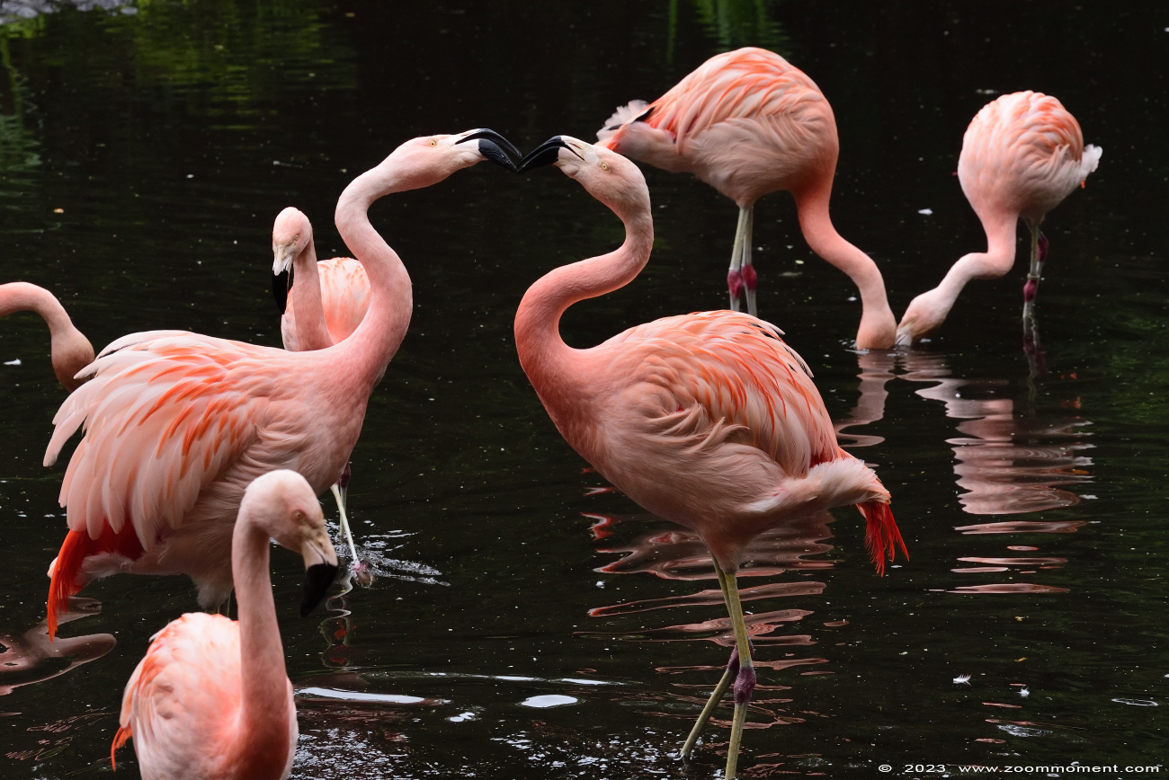Europese flamingo ( Phoenicopterus roseus )
Trefwoorden: Vogelpark Walsrode zoo Germany Europese flamingo Phoenicopterus roseus