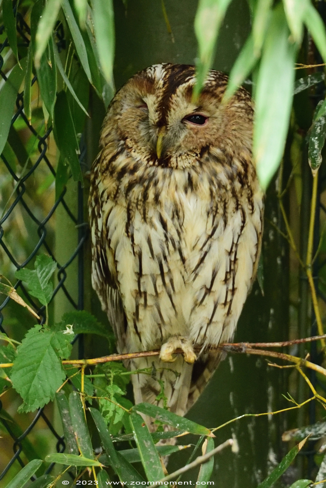 bosuil ( Strix aluco ) tawny owl or brown owl
Trefwoorden: Vogelpark Walsrode zoo Germany bosuil Strix aluco tawny owl brown owl