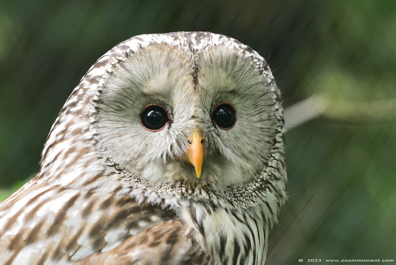 oeraluil ( Strix uralensis ) ural owl
Trefwoorden: Vogelpark Walsrode zoo Germany oeraluil Strix uralensis ural owl