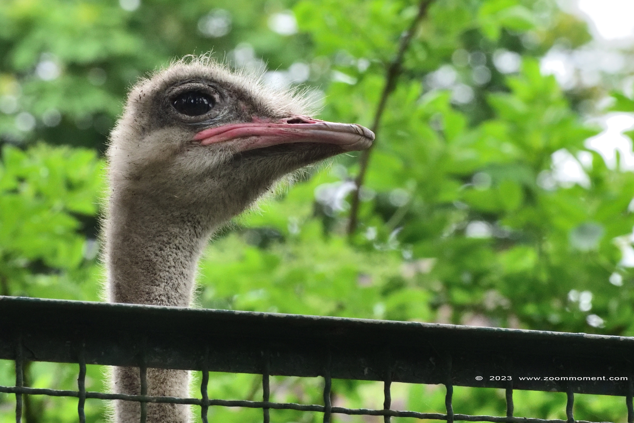 struisvogel ( Struthio camelus ) ostrich
Kulcsszavak: Vogelpark Walsrode zoo Germany struisvogel Struthio camelus ostrich